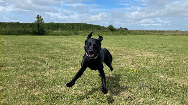 Far-away landscape photo of a dog running in a field