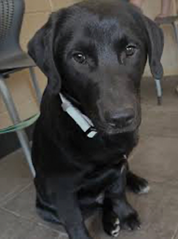 Close-up photo showing the dog’s face clearly