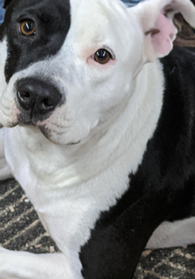 Photo with the dog’s head cropped off
