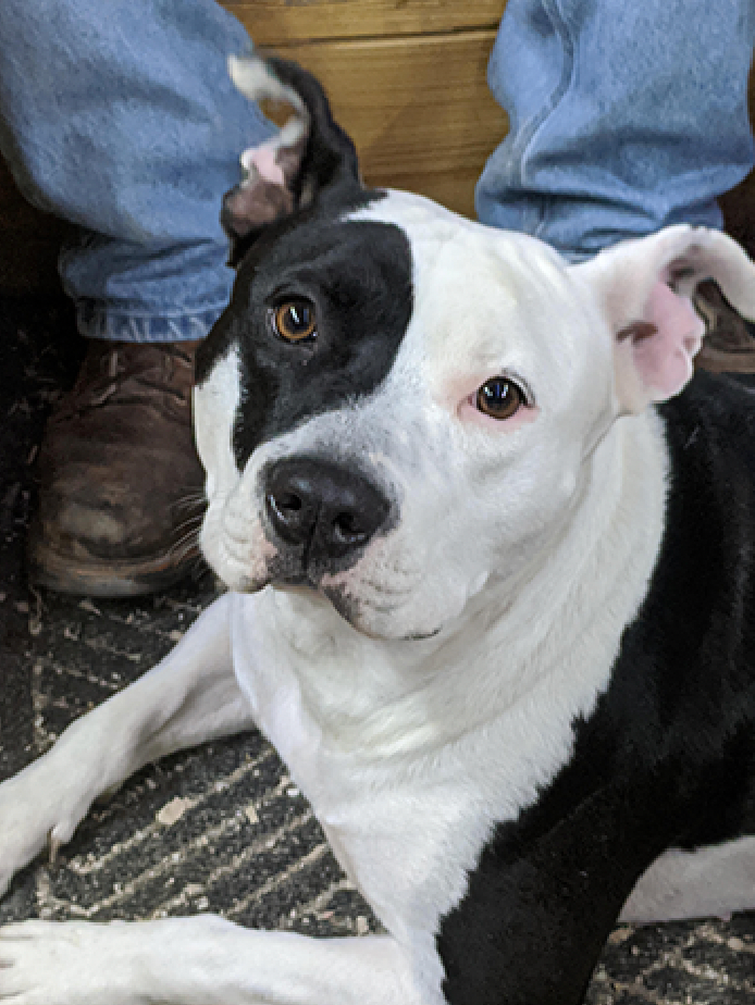 Photo showing the dog’s whole head
