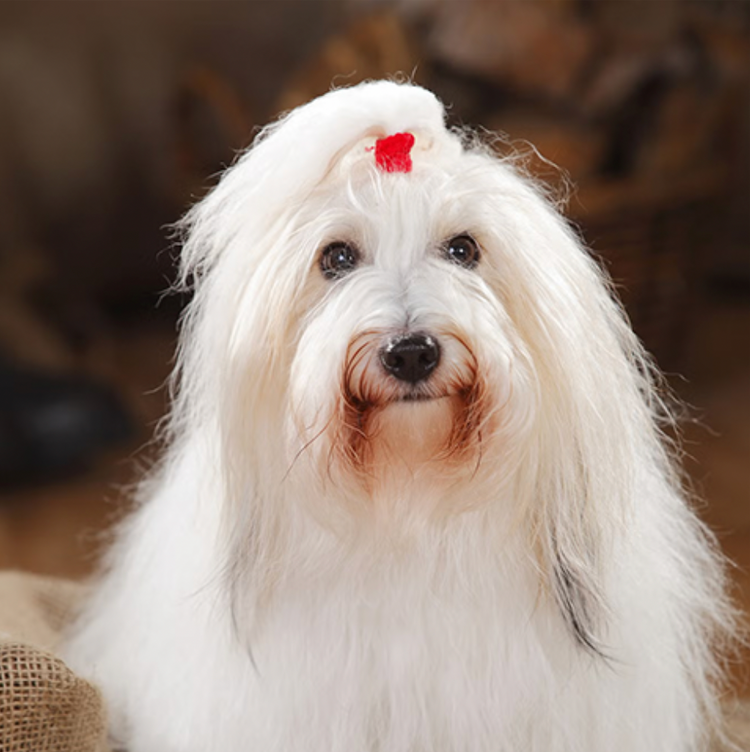 Sharp, in-focus photo of a dog